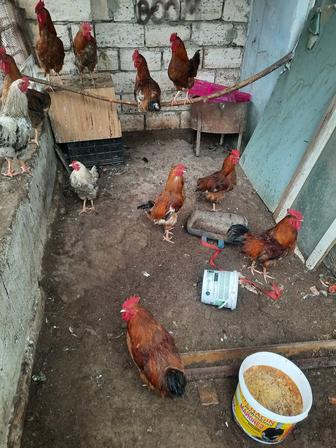 Продам петухов