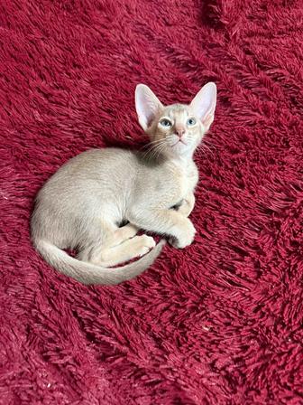 Клевые котята