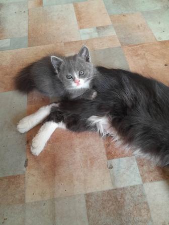 Котята