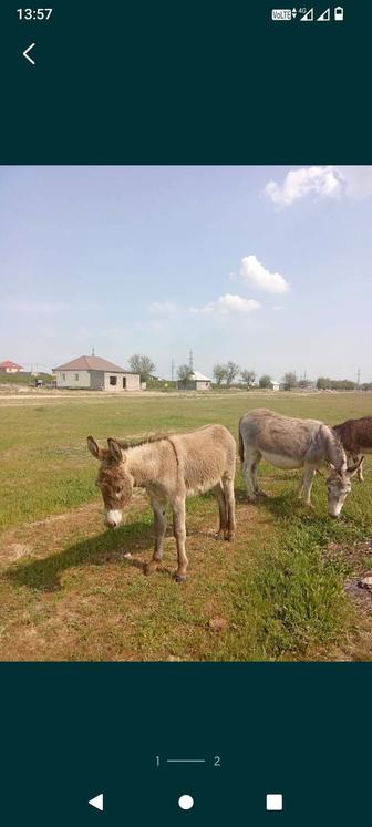 Есек сатылады