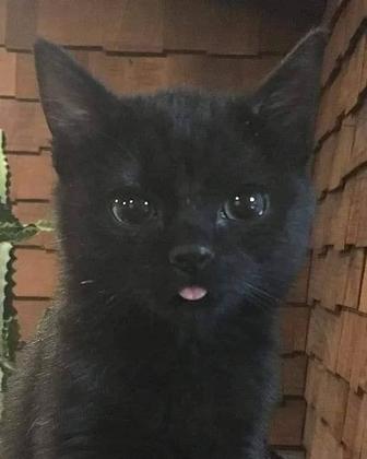 Передержка кошек