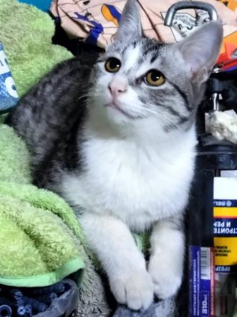 Отдам котика в добрые руки