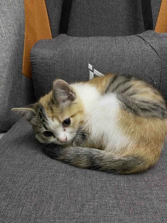 Отдам кошечку, 3 месяца