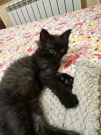 Отдам котенка в добрые руки