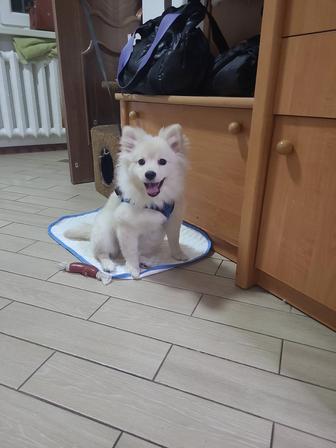 Щенок, немецкий шпиц