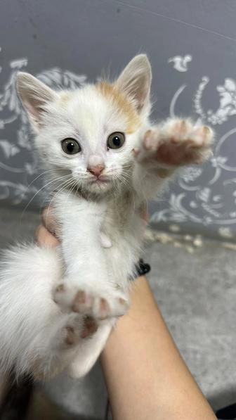 котята, девочка белая и мальчик серый