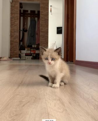 Отдам в добрые руки котенка