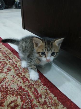 котенок