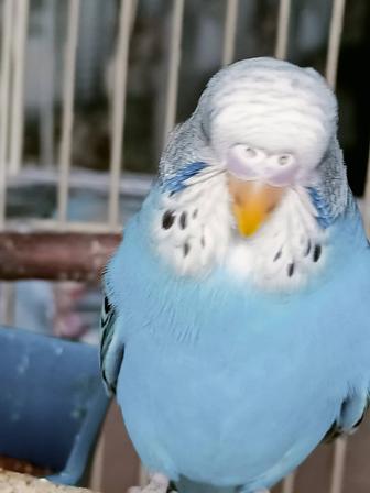 Волнистые попугаи