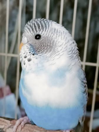 Волнистые попугаи