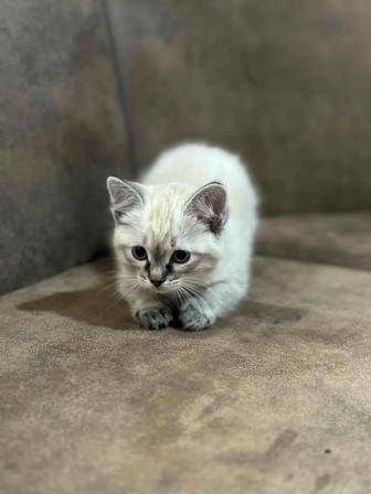 Ласковая котейка (девочка) ищет хорошую и добрую семью!