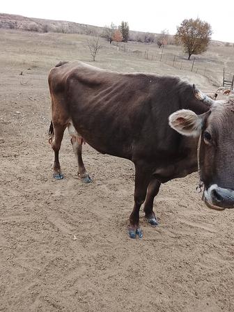 Продам корову стельная, отел февраль,март