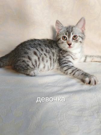 Котята ищут дом!