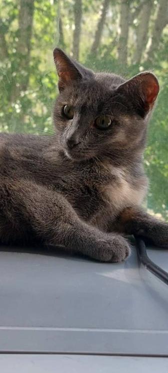 Котенок девочка 4 мес