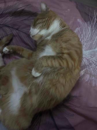 Отдам кота в добрые руки