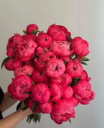 Пионы Peony Astana Розы гортензии оптом и в розницу