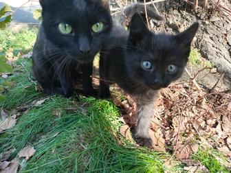 Срочно!!! Доброе сердце, отзовись! Мама кошка с малышкой котенком остались