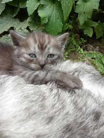 Котята