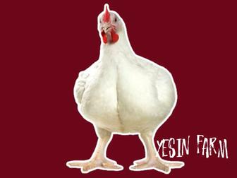 Инкубационные яйца бройлеров росс 308 оптом