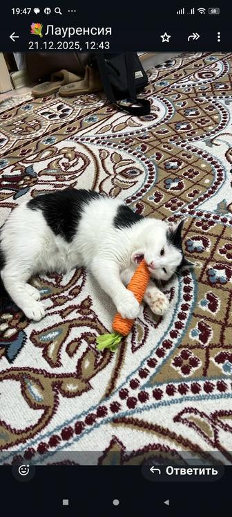 Отдам котика , добрым , заботливым и ответственным людям .