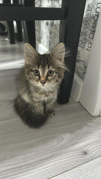 Отдам котенка в добрые руки