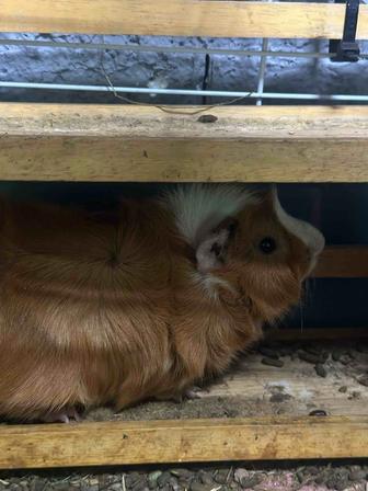 Морская свинка самец