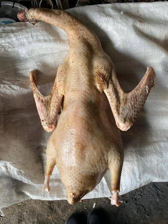 Продам гусей