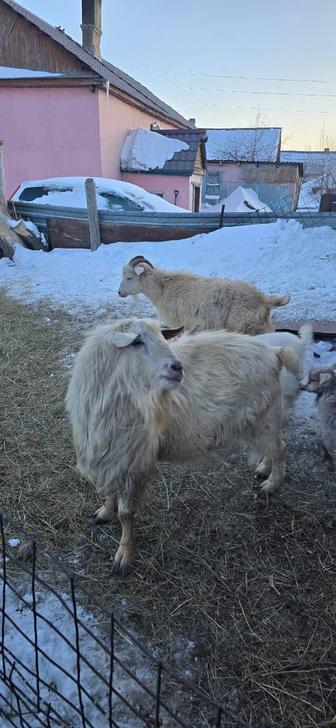 Продаётся крупный племенной козёл зааненской породы. Возраст 3 года.