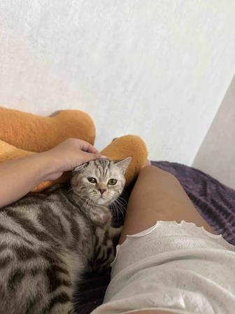 Отдам даром котенка(Прямоухий шотландец)