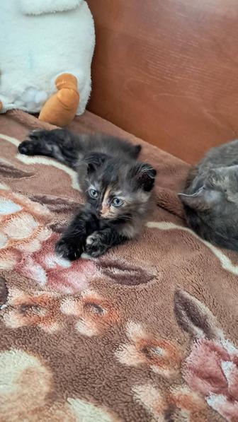 Котята продаем