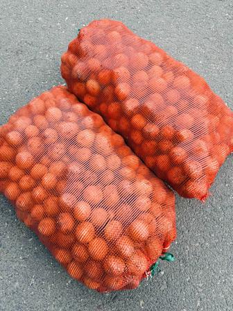 картошка домашняя