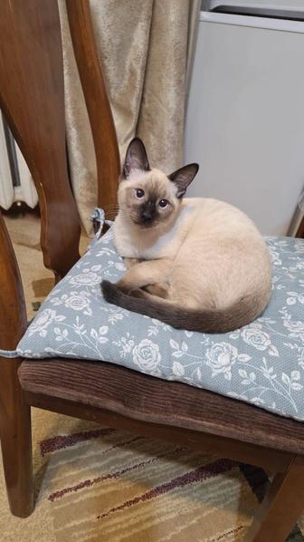 Отдам даром котенка