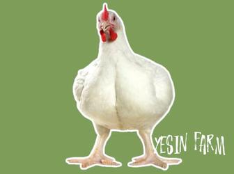 Инкубационные яйца бройлеров росс 308 проверенные