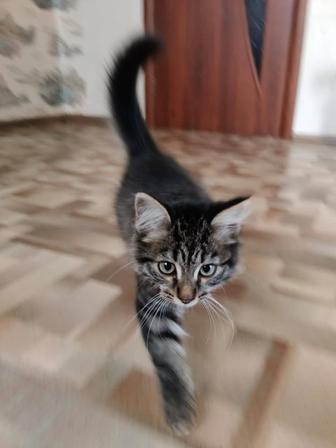 Отдам кошку в хорошие руки
