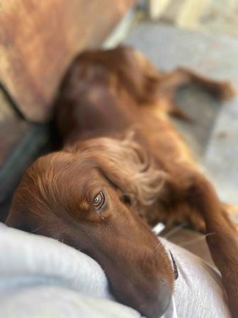 Девочка Ирландский сеттер ищет мальчика вязка