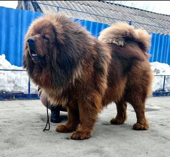 Открыто бронирование щенков Тибетского Мастифа