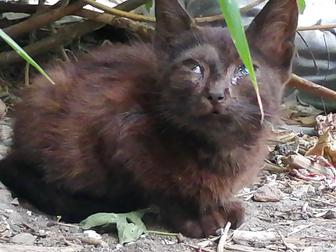 !!! Заберите котенка с МУСОРКИ!!!