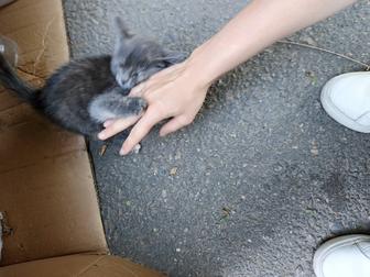 Котенок уличный