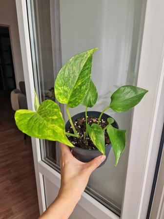 Эпипремнумы разные