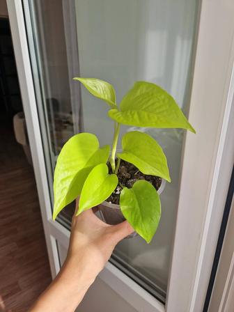 Эпипремнумы разные