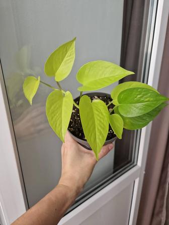 Эпипремнумы разные