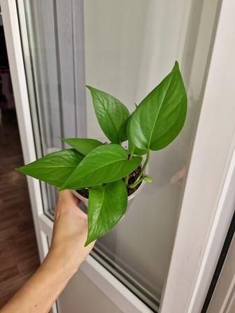 Эпипремнумы разные