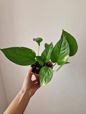 Эпипремнум золотистый