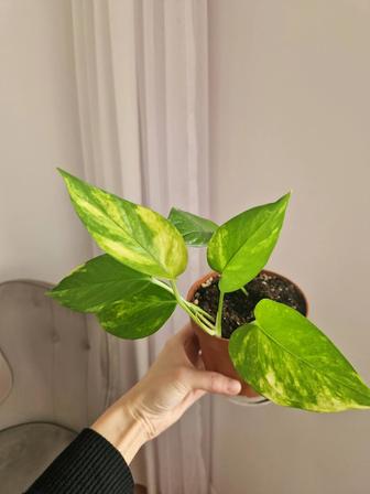 Эпипремнум золотистый