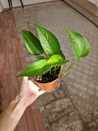 Эпипремнум золотистый