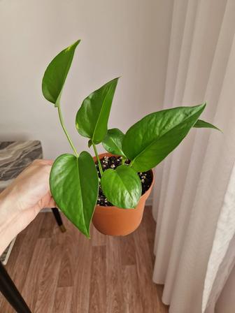 Эпипремнум золотистый