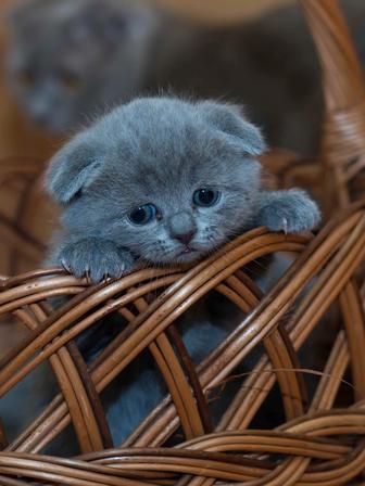 котята породстые