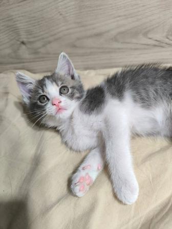Котенок 2 месяца бесплатно отдам бесплатно сыйлаймын