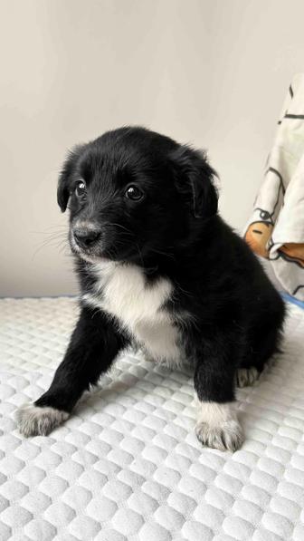 Пристраивается щенок