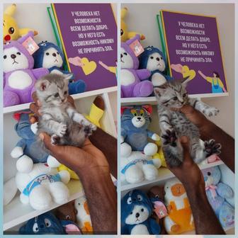 Котята шотландская 2 девочки